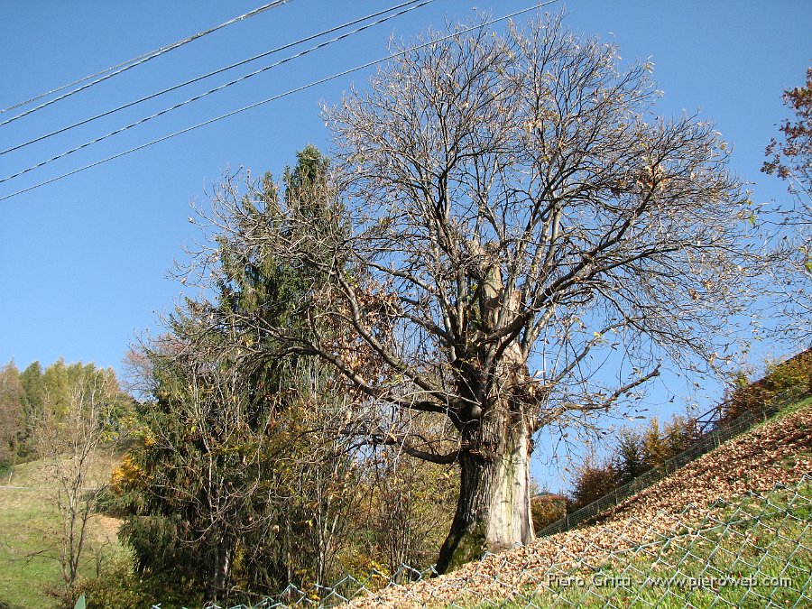 sagra-strachitunt 008.jpg - Autunno inoltrato...splendida giornata d'ottobrata; il secolare castagno di Pizzino' è quasi spoglio